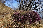27 Erica in fiore